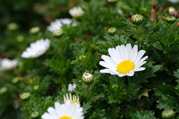 緑に映える白い可愛い花