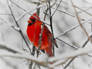 brightly contrasting male cardinal perched patiently on a branch in a snowy forest