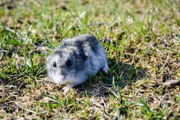 dzungarian hamster