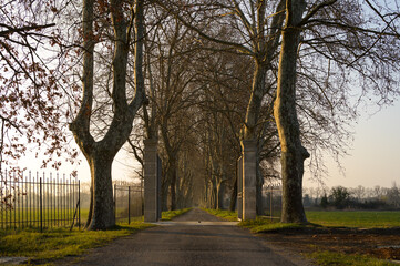 Gate and road with plane trees in France