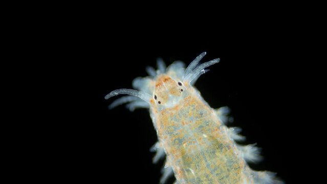 Worm Polychaeta of the family Nereididae under the microscope. Serves as food for fish, predatory invertebrates and shore birds. Indian Ocean