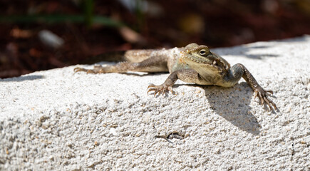 Agame Lizard in a Parking Lot