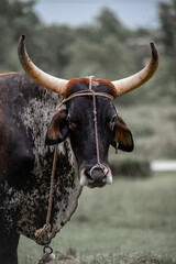 Intense look of a cow