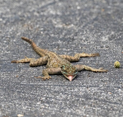 Agame Lizard in a Parking Lot