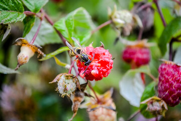 the wasp eats raspberries
