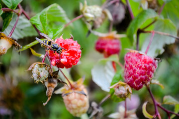 Obraz na płótnie Canvas the wasp eats raspberries
