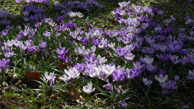 A field of spring purple and white crocuses blooming on a sunny spring day. The wind blows flower petals, bees fly around