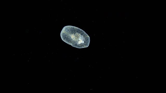 Worm Turbellaria, order Acoela under a microscope. One can see the statocyst: organ of balance and the perchyma, where food is digested. Indian ocean