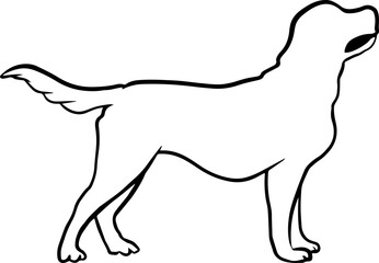 dog element labrador retriever linear
