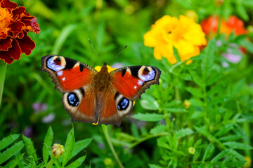 butterfly on a flower