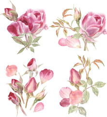 Watercolor illustrations of the beautiful roses, rosebuds and leaves. 4 elegant hand drawn floral arrangements