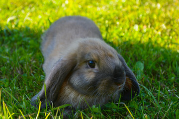 rabbit in the grass