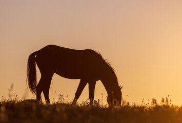 Wild Horse at Sunset in the Pryor Mountains Montana in Summer