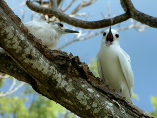 Gygis blanche, nid, oeuf,.Gygis alba, White Tern Seychelles