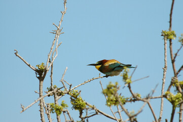 Guêpier d'Europe,.Merops apiaster, European Bee eater