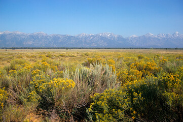 Chrysothamnus nausseosus . Parc national du Grand Teton . USA