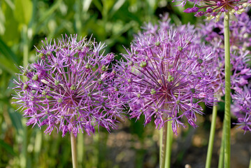 Ail, Allium jesdianum ' Akbupak'