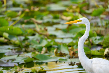 great white egret