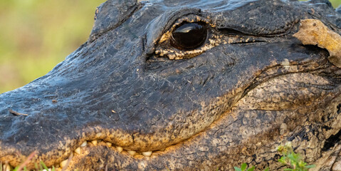 Alligator Close Up