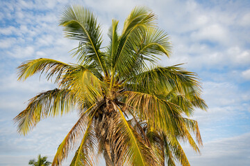 Fototapeta na wymiar coconut tree