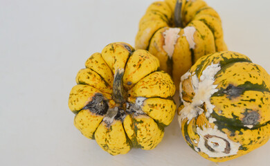 Rotten pumpkins on white background has dark spots and less fiber. unhealthy and has bacteria which...