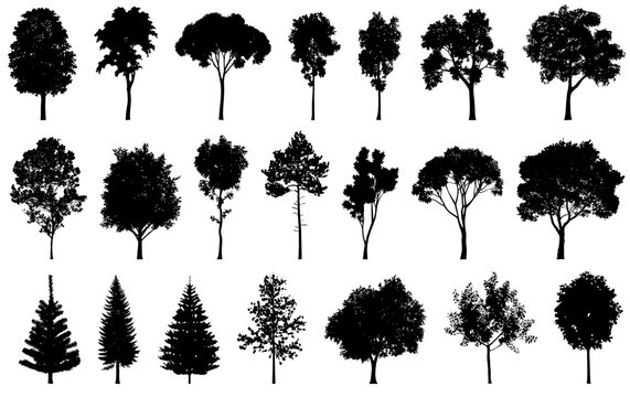 Set of silhouettes various trees on a white background, PNG collection