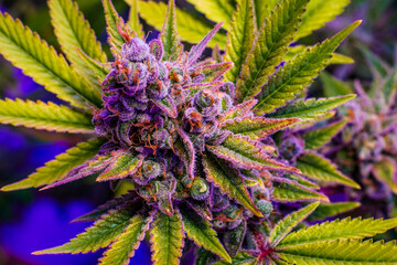 Strain of cannabis called Sunset Sherbet