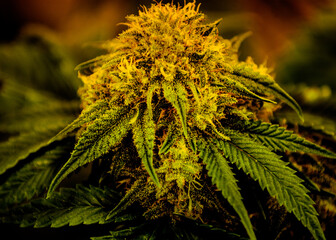 Strain of cannabis called Sunset Sherbet