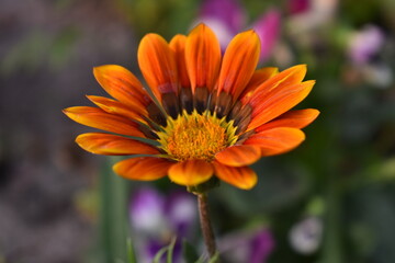 A beautiful Gazania flower in garden 