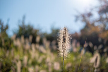 Fototapeta premium Silver Grass along the walkway in Namsan Park, Seoul