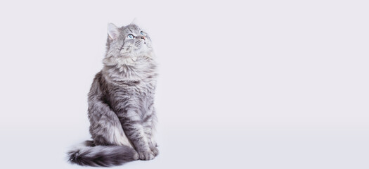 Funny large longhair gray tabby cute kitten with beautiful big eyes sitting on white table. Pets and lifestyle concept. Lovely fluffy cat on grey background.