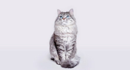 Fototapeta na wymiar Funny large longhair gray tabby cute kitten with beautiful big eyes sitting on white table. Pets and lifestyle concept. Lovely fluffy cat on grey background.