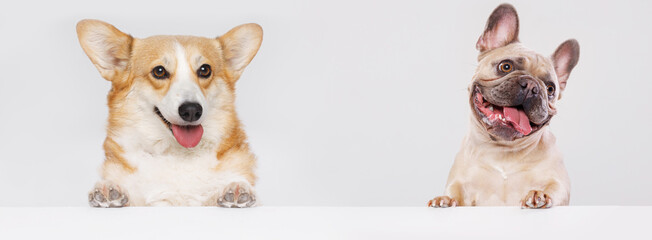 Funny portrait dog corgi and french bulldog breed on white table. Lovely fluffy cat licking lips....