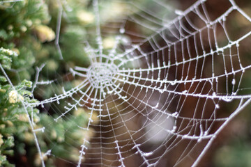 winter cobweb