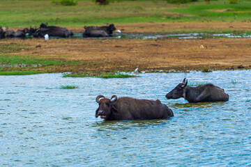 Buffalo on the river in the National Park