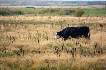 Black cow in a large pasture