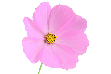 Pink cosmos 