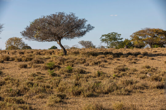 Caatinga Brasileira - Brazilian Biome - Umbuzeiro (Spondias tuberosa L)