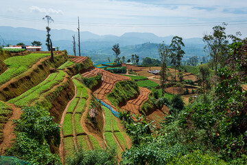 The view of Tea plantation of Sri Lanka
