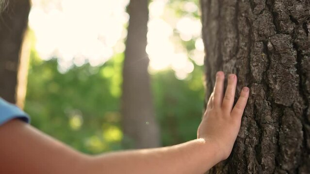 hand of a little ecologist child touches the trunk of a tree bark in a forest park. gentle touch of child on the trunk of a tree of life. Nature in caring hands: children lifestyle protect the forest