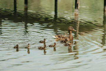 Close up of little ducks with their mother