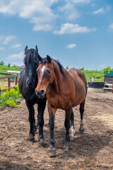 Obraz premium horse on the farm