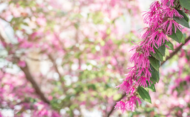 Red loropetalum flowers blooming in spring