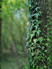 Vertical shot of ivy leaves growing on a tree trunk
