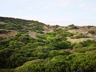 Vegetation around the Menorca island