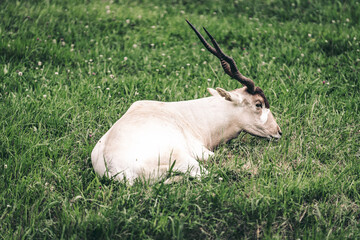 White Addax lying in a grassy field in spring