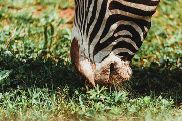 Close-up shot of a zebra grazing in the meadow field