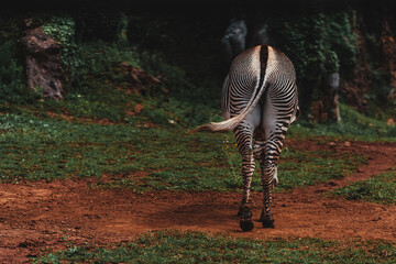 Close-up shot of a zebra in the field