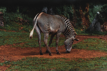 Close-up shot of a zebra grazing in the meadow field