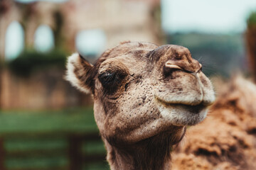 Obraz premium Close-up shot of a camel on a blurred background
